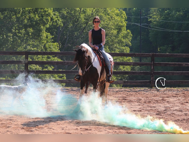 Friesen Mix Wallach 6 Jahre 150 cm in Clover, SC