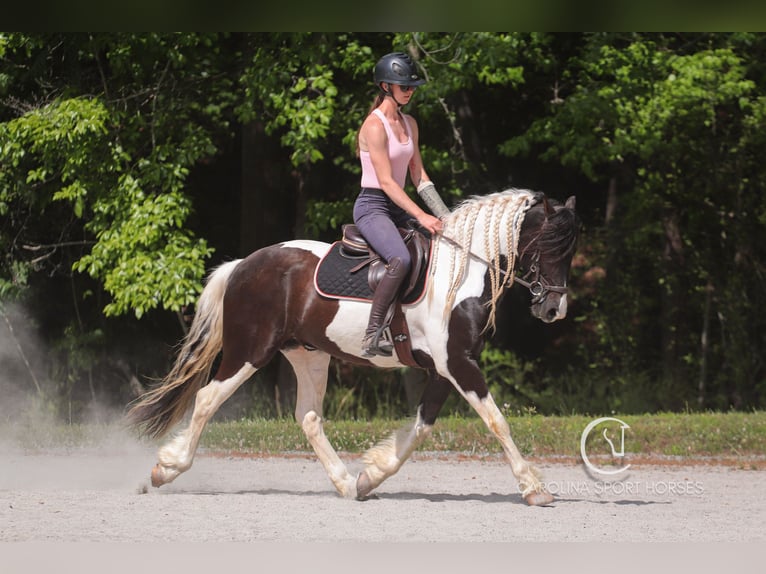 Friesen Mix Wallach 6 Jahre 150 cm in Clover, SC