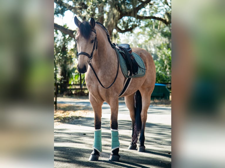 Friesen Wallach 6 Jahre 152 cm Buckskin in Ocala
