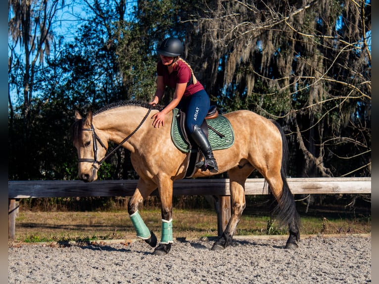 Friesen Wallach 6 Jahre 152 cm Buckskin in Ocala