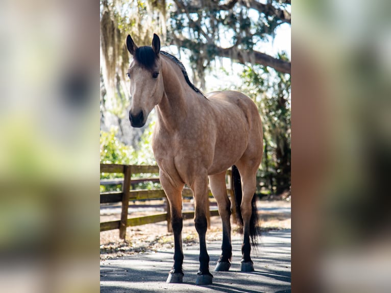 Friesen Wallach 6 Jahre 152 cm Buckskin in Ocala