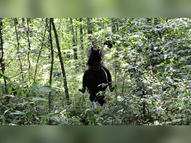 Friesen Mix Wallach 6 Jahre 155 cm Rappe in Fredericksburg