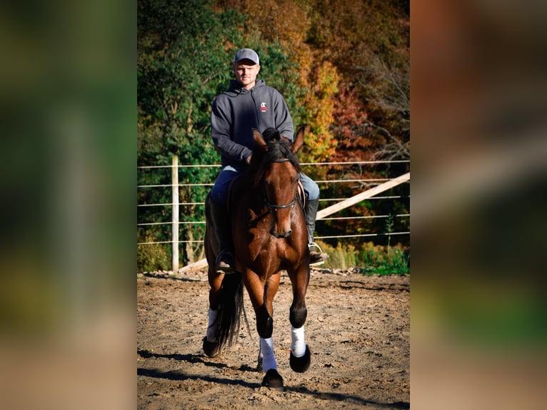 Friesen Wallach 6 Jahre 155 cm Rotbrauner in Warsaw NY