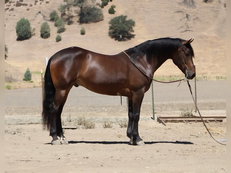 Friesen Wallach 6 Jahre 155 cm Rotbrauner in Paicines CA