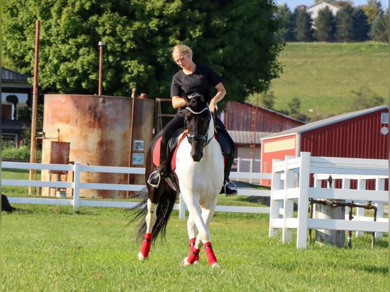 Friesen Mix Wallach 6 Jahre 157 cm Rappe in Dundee, OH