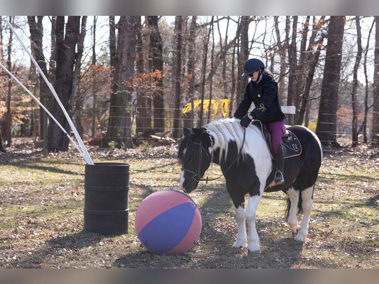 Friesen Mix Wallach 6 Jahre 157 cm Schecke in Clover