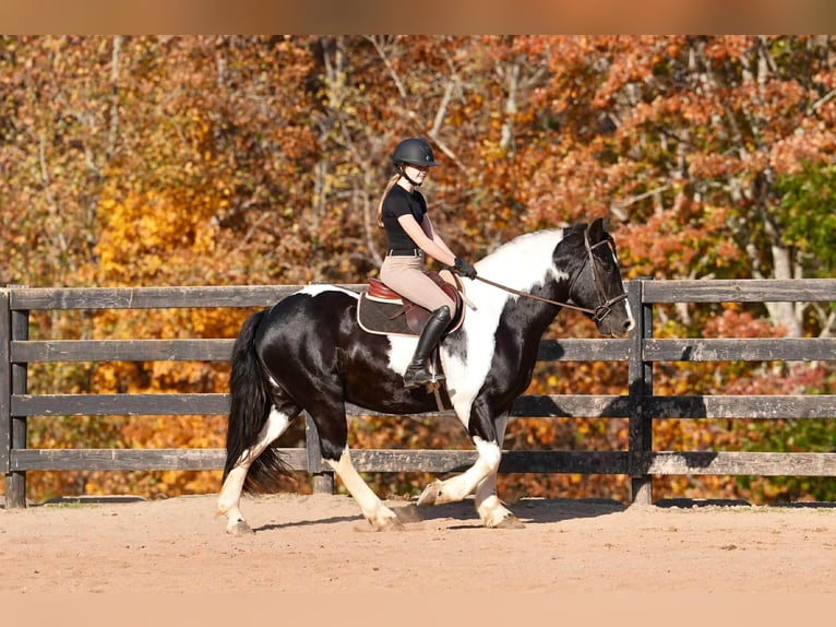 Friesen Mix Wallach 6 Jahre 157 cm Schecke in Clover