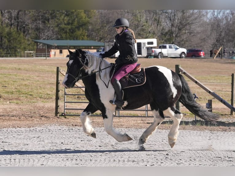 Friesen Mix Wallach 6 Jahre 157 cm Schecke in Clover