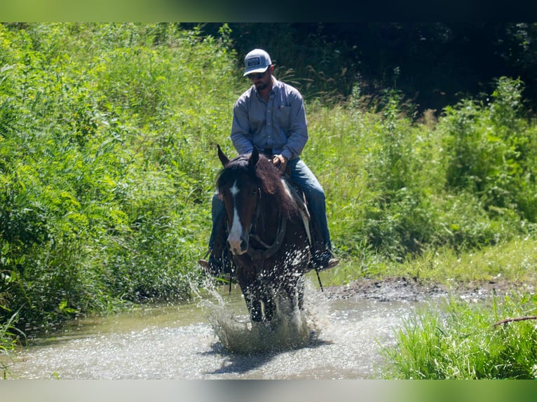Friesen Wallach 6 Jahre 157 cm Tobiano-alle-Farben in Bloomfield IA