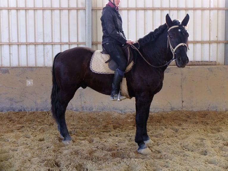 Friesen Mix Wallach 6 Jahre 160 cm Rappe in Buttstädt