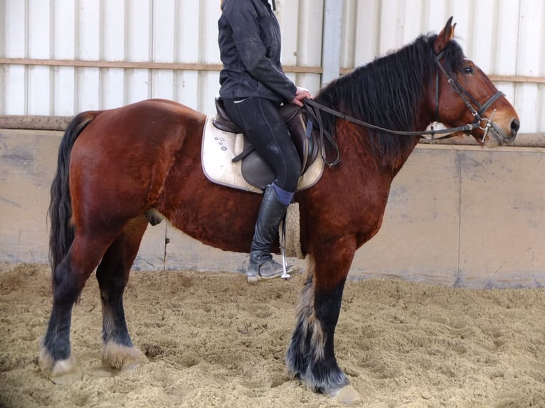 Friesen Mix Wallach 6 Jahre 160 cm Rappe in Buttstädt