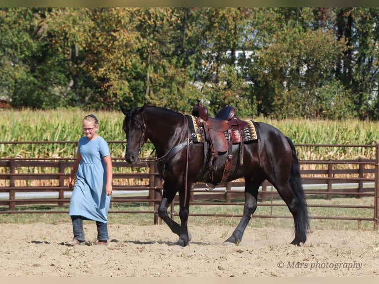 Friesen Wallach 6 Jahre 160 cm Rappe in Sugarcreek Friesen Wallach 6 Jahre 160 cm Rappe in Sugarcreek