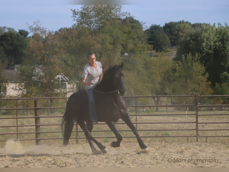 Friesen Wallach 6 Jahre 160 cm Rappe in Sugarcreek