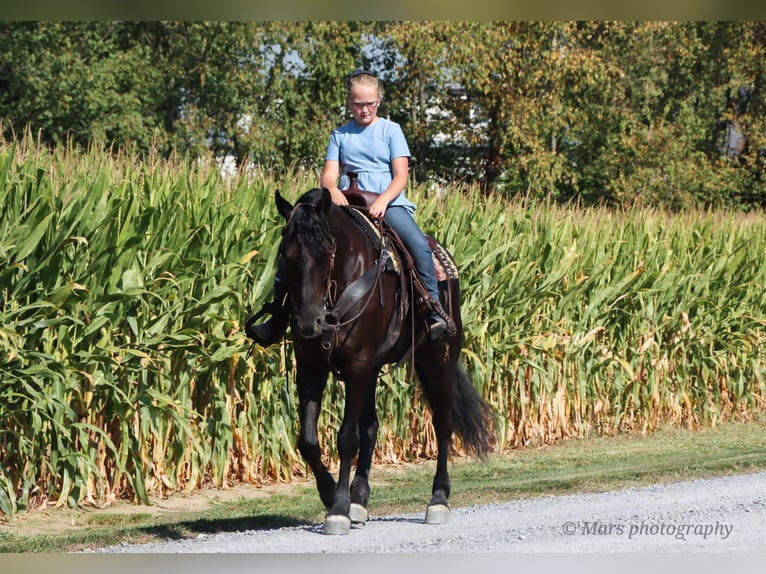 Friesen Wallach 6 Jahre 160 cm Rappe in Sugarcreek