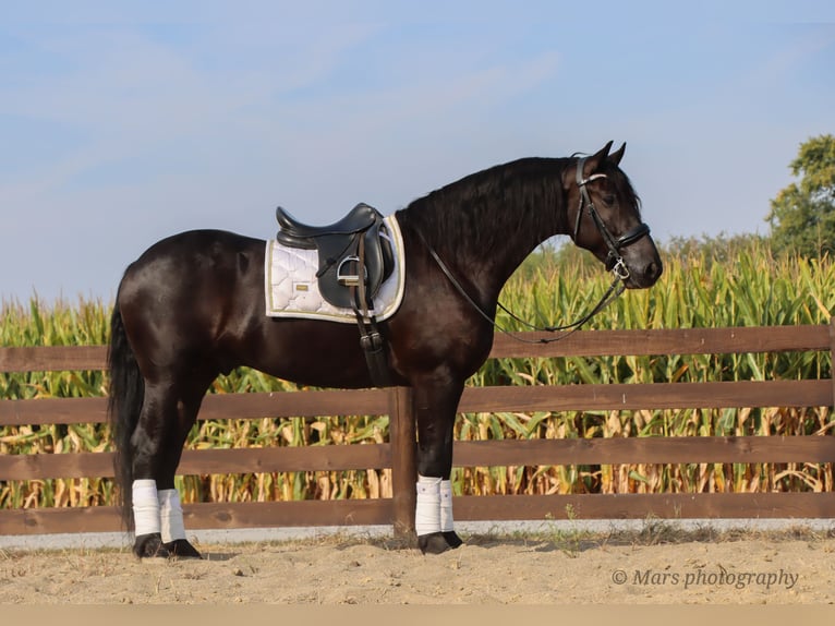 Friesen Wallach 6 Jahre 160 cm Rappe in Sugarcreek