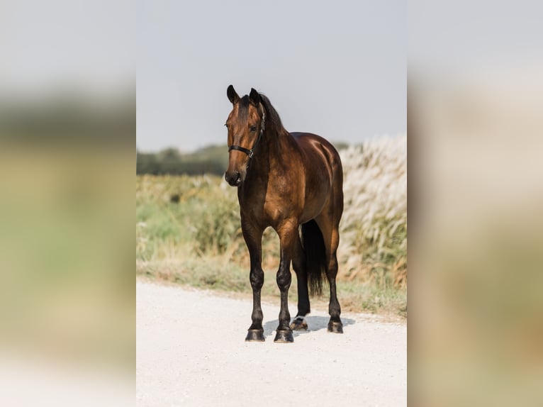 Friesen Mix Wallach 6 Jahre 160 cm Rotbrauner in Ames