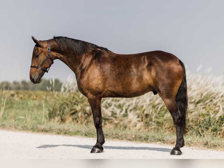 Friesen Mix Wallach 6 Jahre 160 cm Rotbrauner in Ames