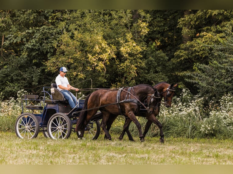 Friesen Mix Wallach 6 Jahre 160 cm Rotbrauner in Ames