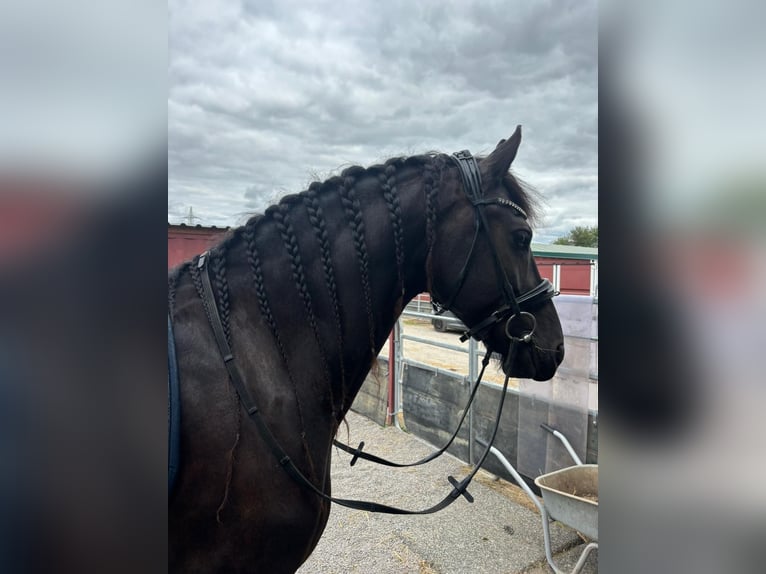 Friesen Wallach 6 Jahre 162 cm Rappe in Bergheim