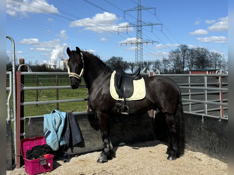 Friesen Wallach 6 Jahre 162 cm Rappe in Bergheim