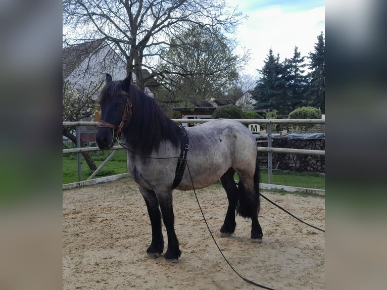 Friesen Mix Wallach 6 Jahre 162 cm Rappe in Derental Friesen Mix Wallach 6 Jahre 162 cm Rappe in Derental