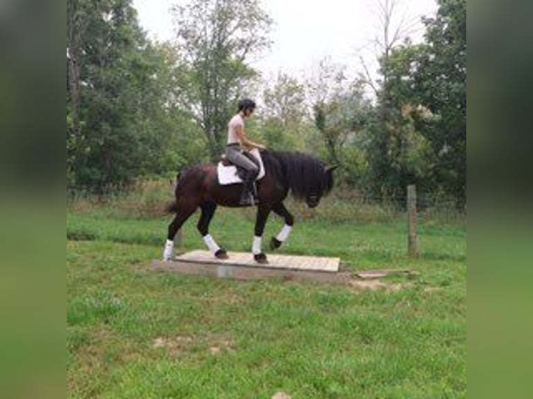 Friesen Wallach 6 Jahre 162 cm Rappe in Howell