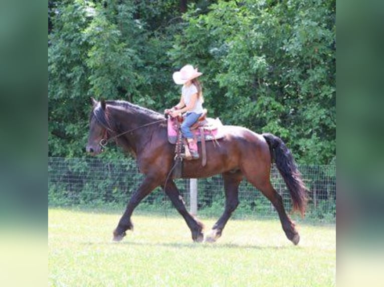 Friesen Wallach 6 Jahre 162 cm Rappe in Howell