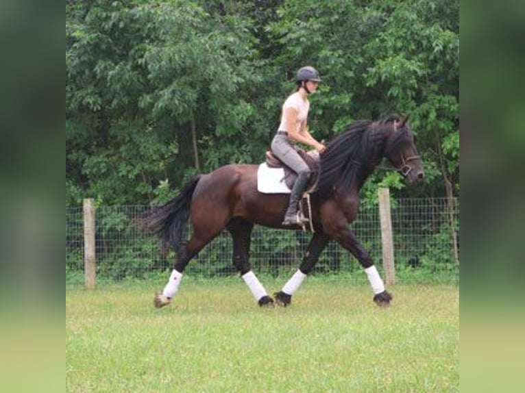 Friesen Wallach 6 Jahre 162 cm Rappe in Howell