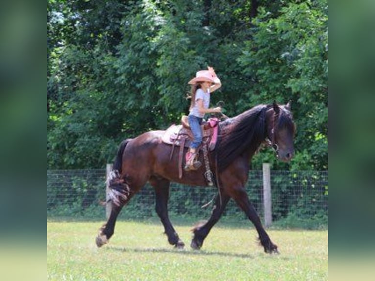 Friesen Wallach 6 Jahre 162 cm Rappe in Howell