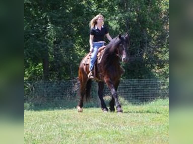 Friesen Wallach 6 Jahre 162 cm Rappe in Howell