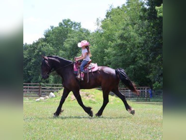 Friesen Wallach 6 Jahre 162 cm Rappe in Howell