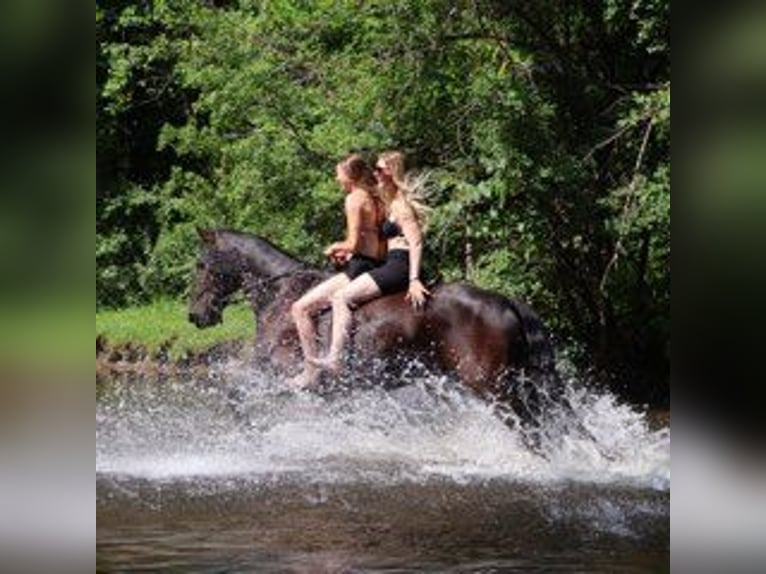 Friesen Wallach 6 Jahre 162 cm Rappe in Howell