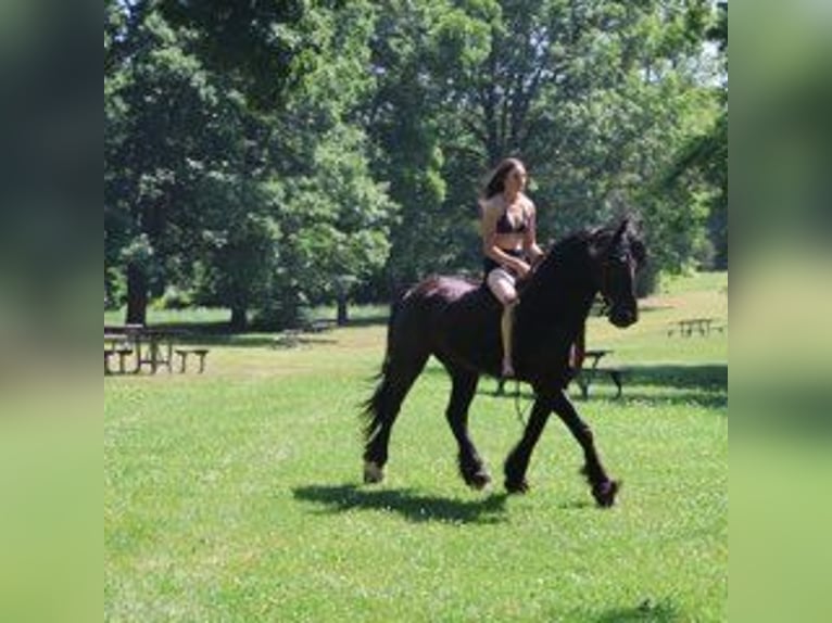 Friesen Wallach 6 Jahre 162 cm Rappe in Howell