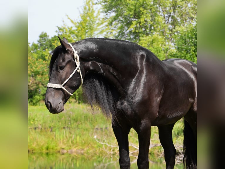 Friesen Wallach 6 Jahre 162 cm Rappe in Howell