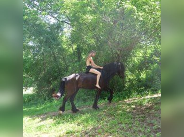 Friesen Wallach 6 Jahre 162 cm Rappe in Howell