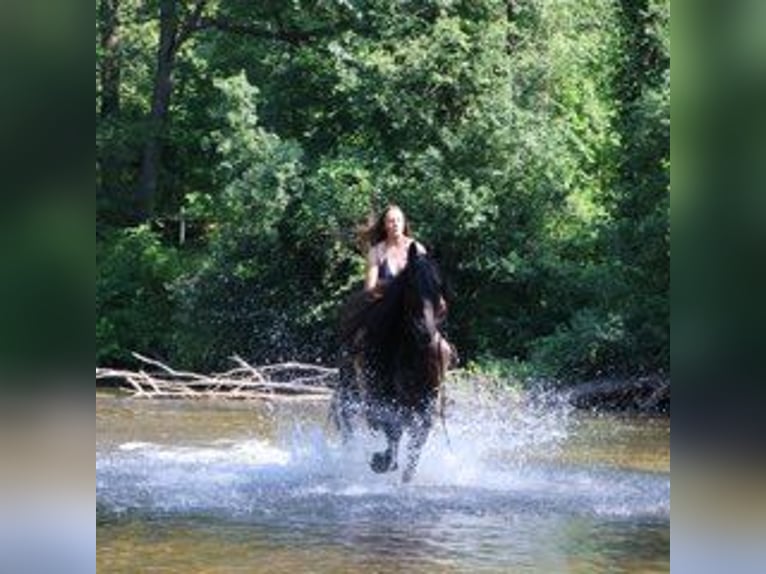 Friesen Wallach 6 Jahre 162 cm Rappe in Howell