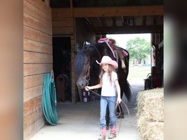 Friesen Wallach 6 Jahre 162 cm Rappe in Howell