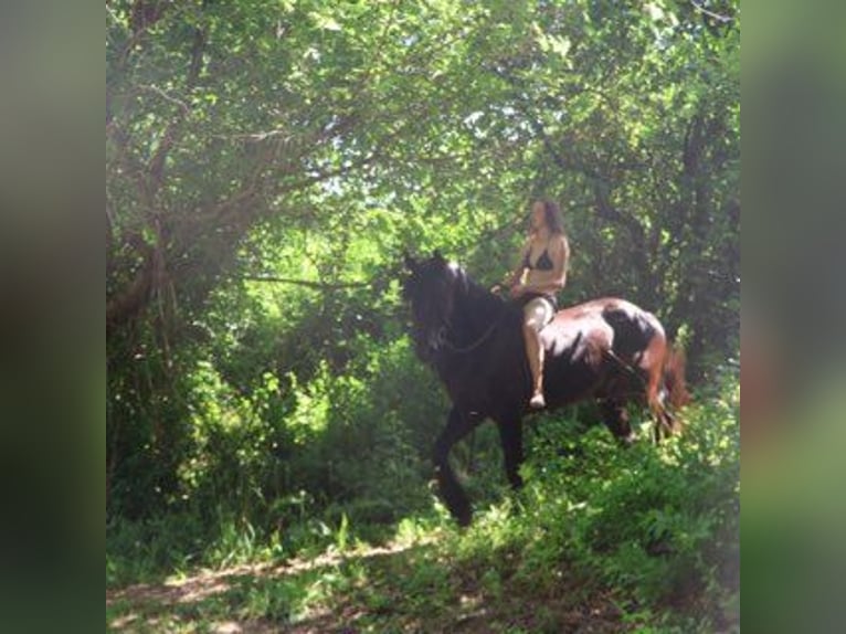 Friesen Wallach 6 Jahre 162 cm Rappe in Howell