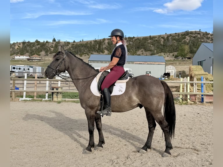 Friesen Mix Wallach 6 Jahre 163 cm Grullo in Bozeman