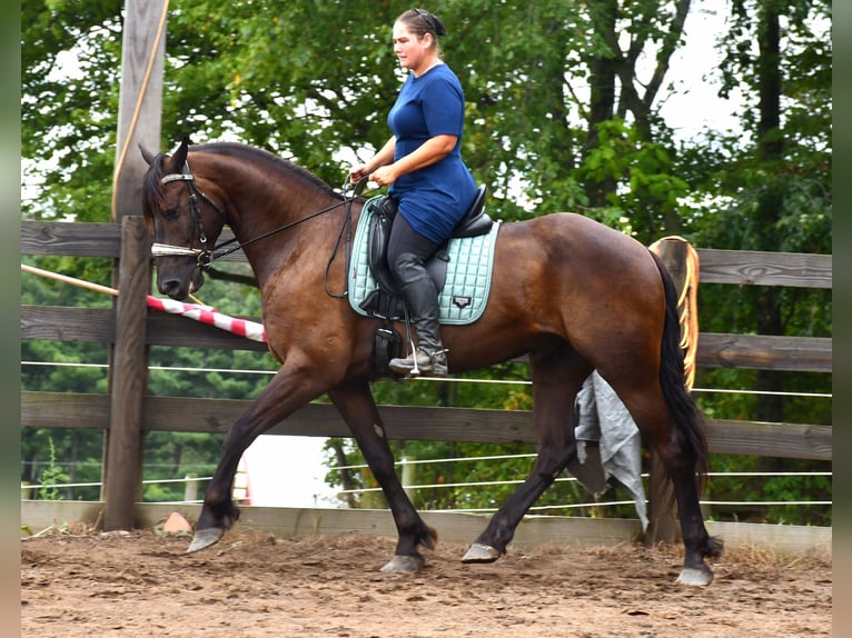 Friesen Mix Wallach 6 Jahre 163 cm Rappe in Strasburg