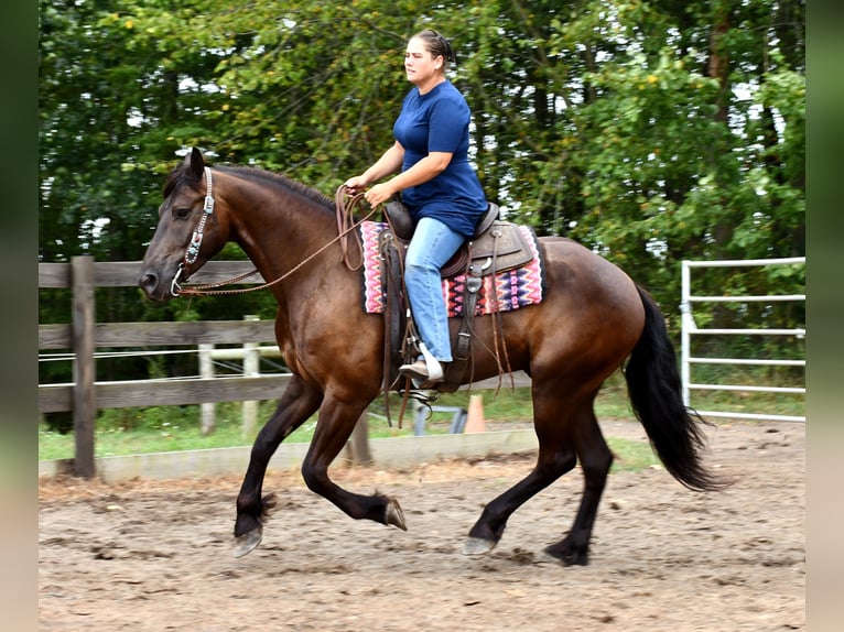 Friesen Mix Wallach 6 Jahre 163 cm Rappe in Strasburg