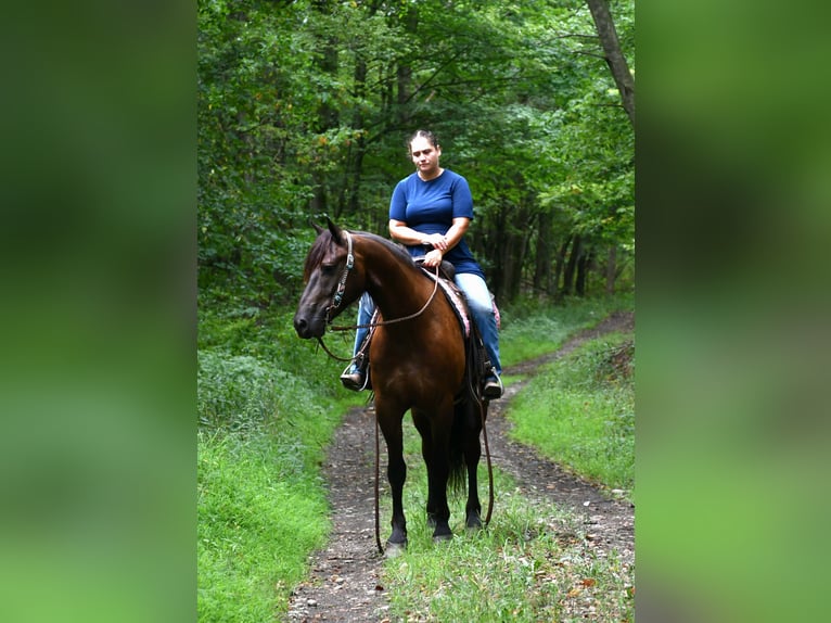 Friesen Mix Wallach 6 Jahre 163 cm Rappe in Strasburg