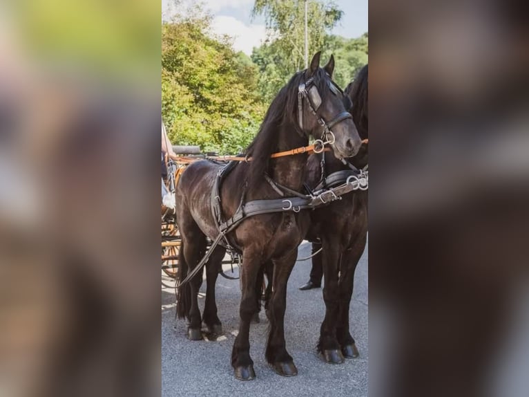 Friesen Wallach 6 Jahre 163 cm Rappe in Ptuj