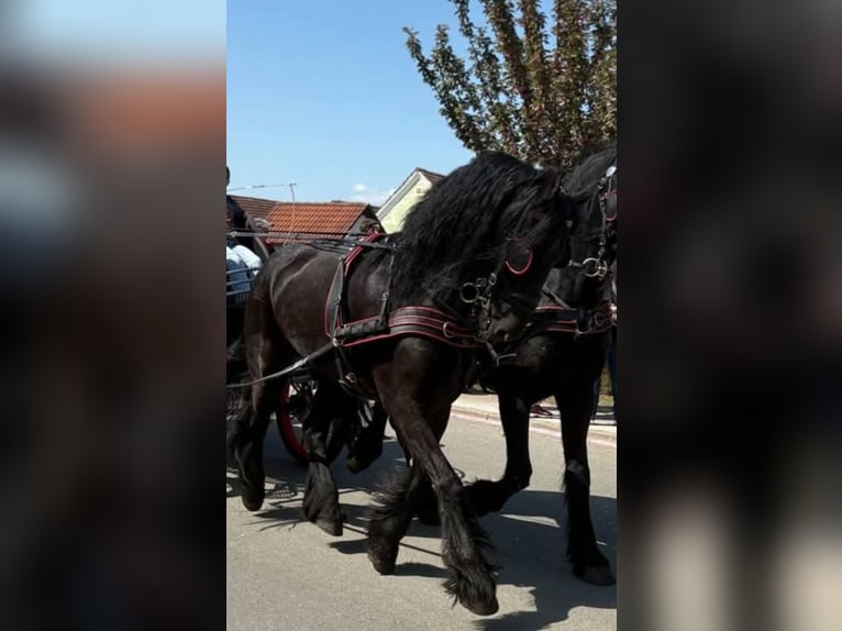 Friesen Wallach 6 Jahre 163 cm Rappe in Ptuj