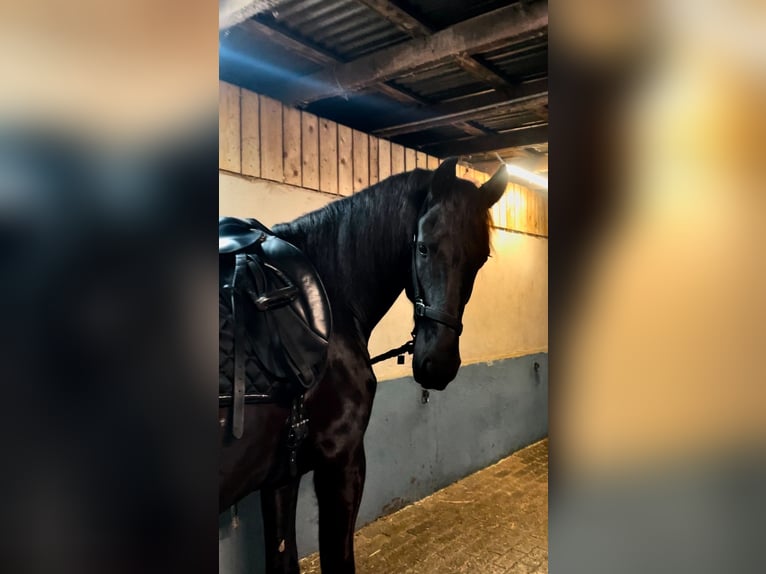 Friesen Wallach 6 Jahre 163 cm Rappe in Erkelenz