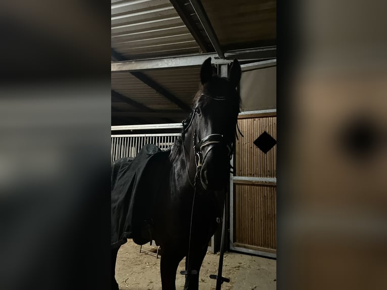 Friesen Wallach 6 Jahre 163 cm Rappe in Erkelenz