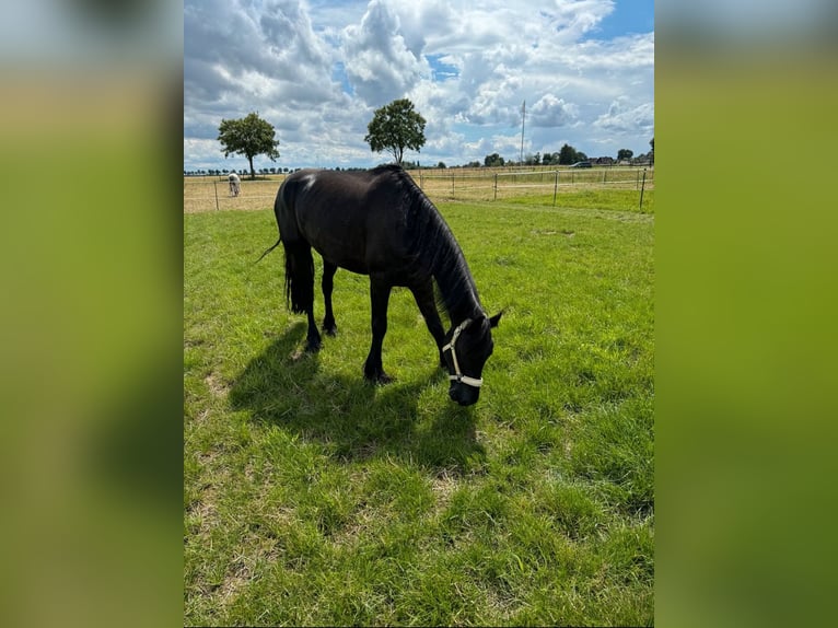 Friesen Wallach 6 Jahre 163 cm Rappe in Erkelenz
