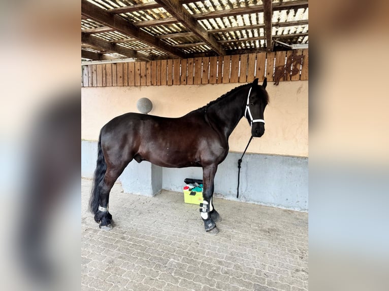 Friesen Wallach 6 Jahre 163 cm Rappe in Erkelenz