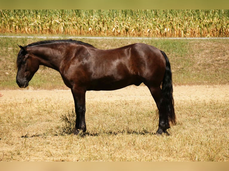 Friesen Mix Wallach 6 Jahre 163 cm Rappe in Fresno