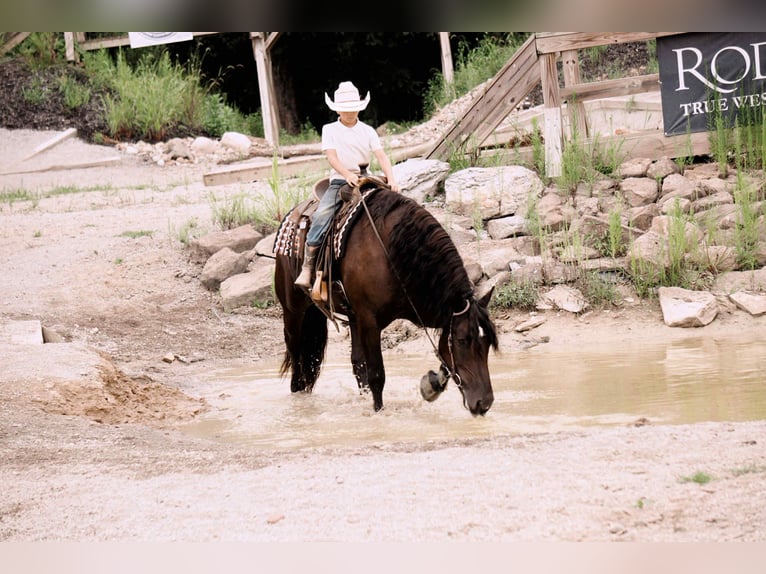 Friesen Mix Wallach 6 Jahre 163 cm Rappe in Fresno